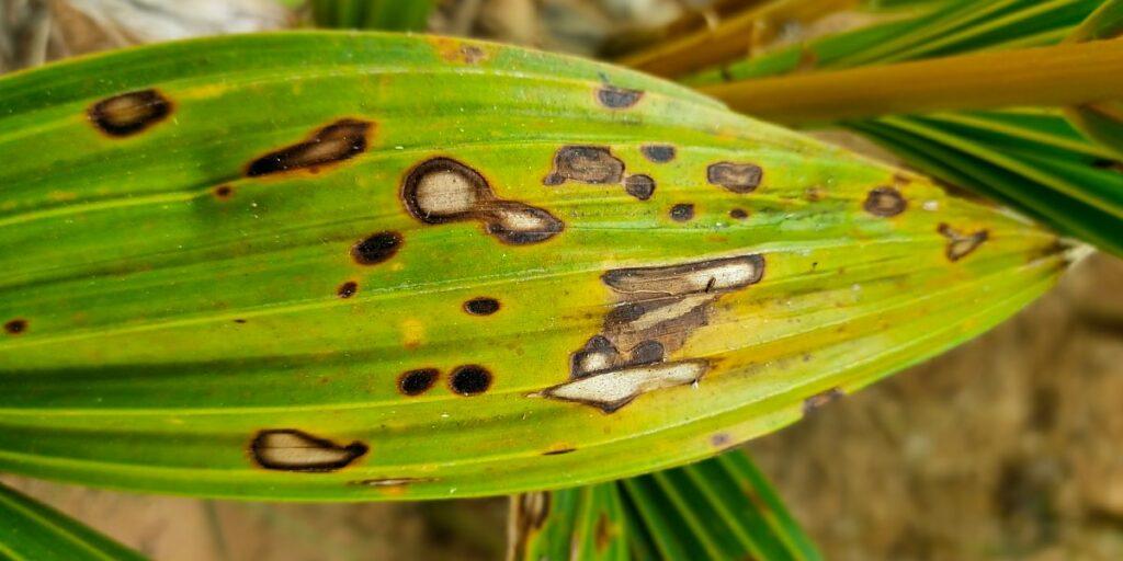 plant pests infested