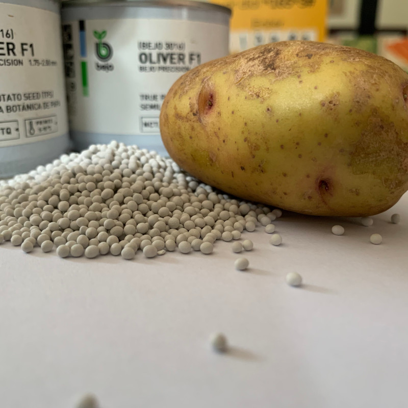 True Potato Seed
