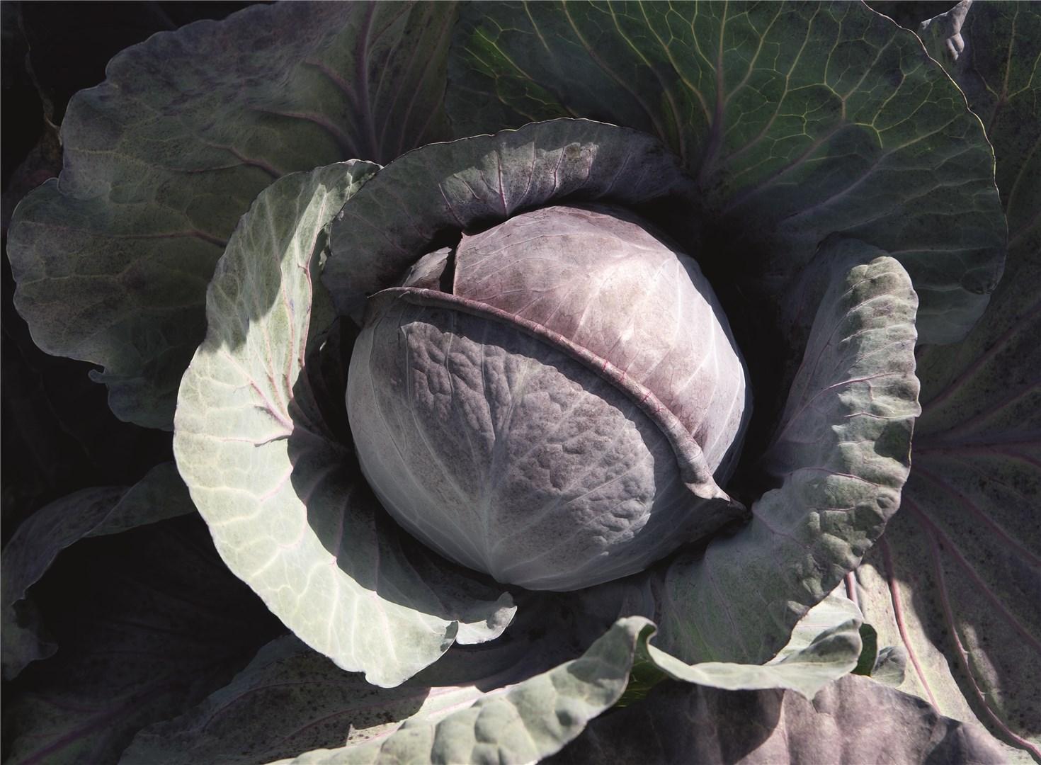 Red Cabbage