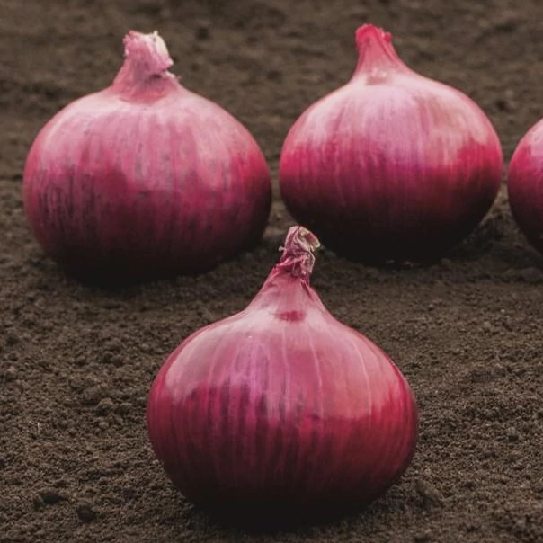 Onions