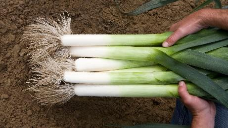 Leek