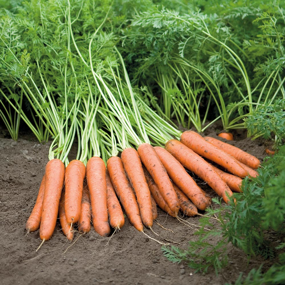 carrots