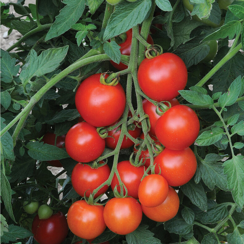 tomatoes