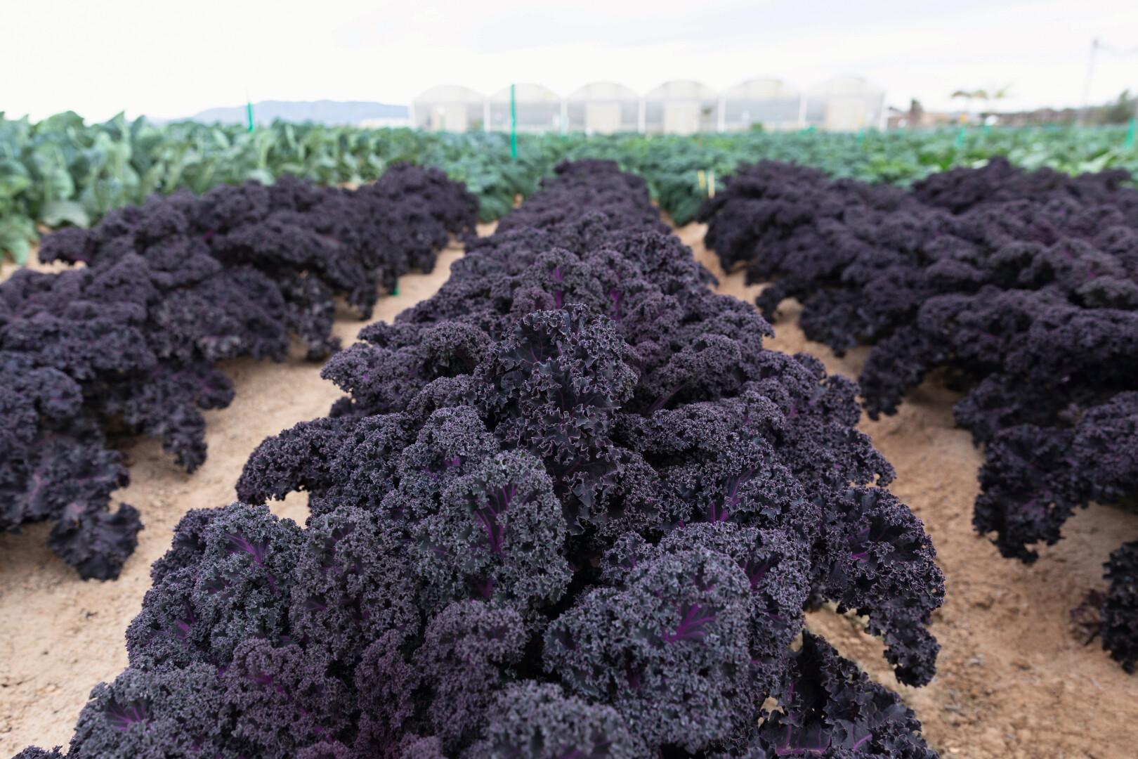 Red Kale 